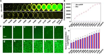 A Fluorescent Reporter-Based Evaluation Assay for Antibacterial Components Against Xanthomonas citri subsp. citri